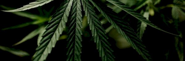 Profile cover